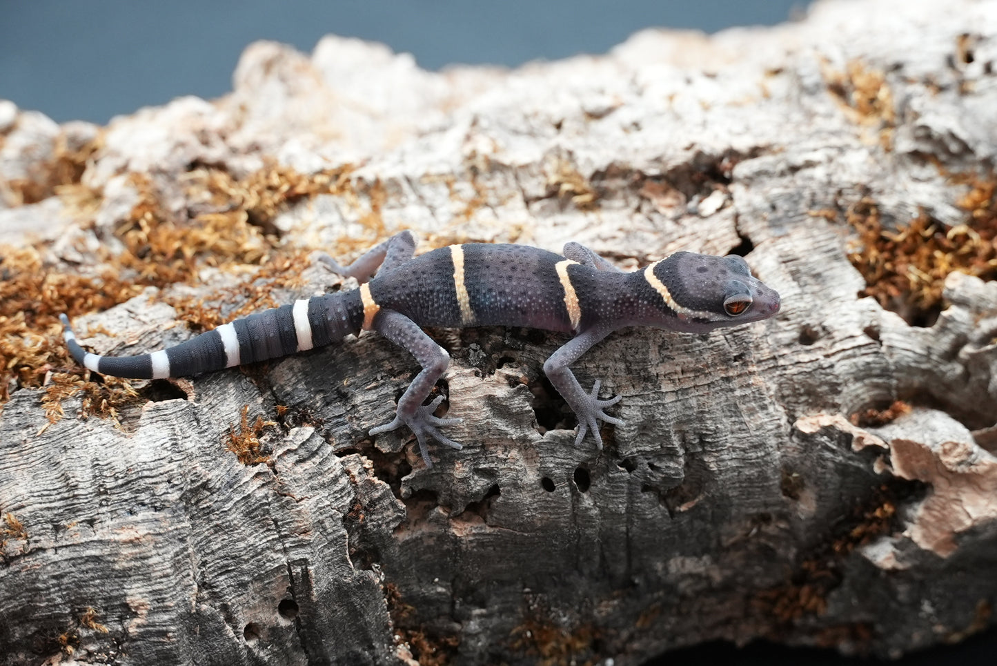 Chinese cave gecko