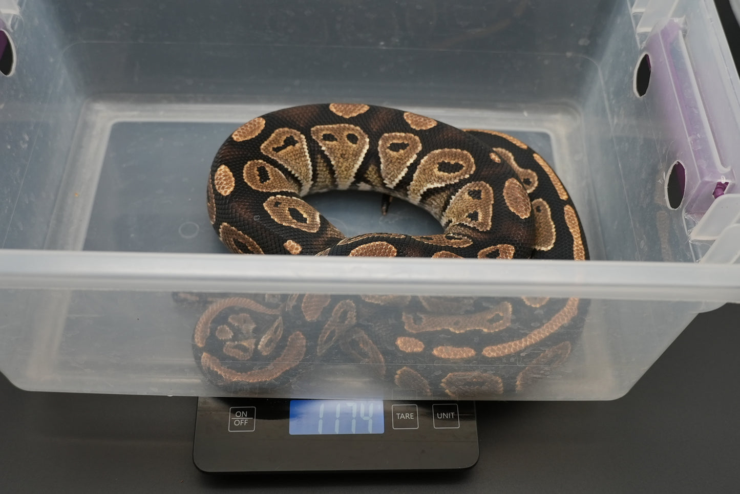 Male Black Head Het Clown BP-M-7