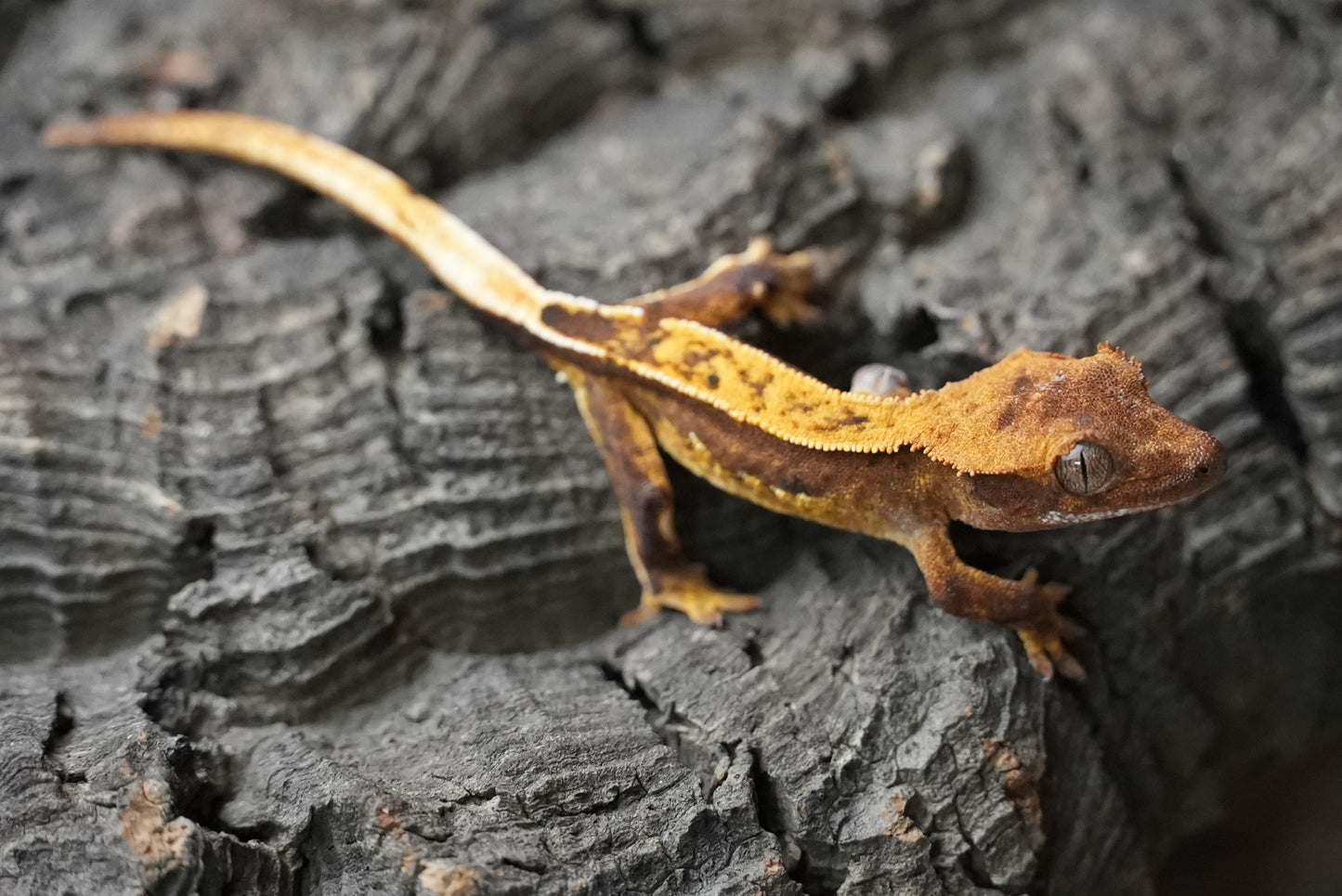 Crested gecko 25-5-2