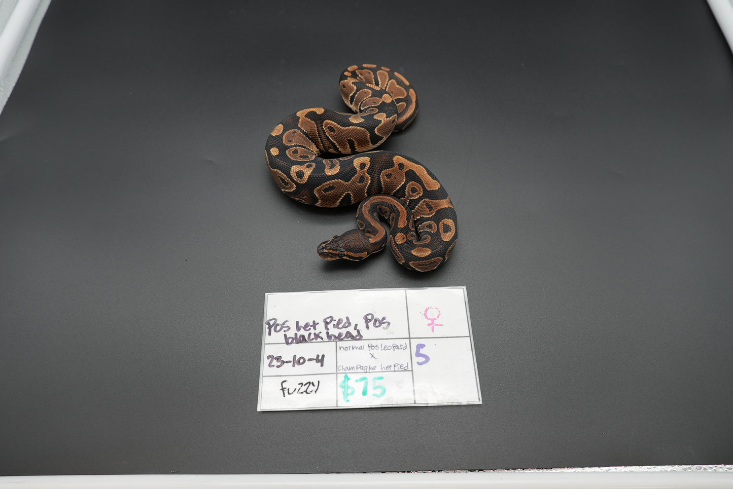 Female Possible Black Head Het Pied 23-10-4