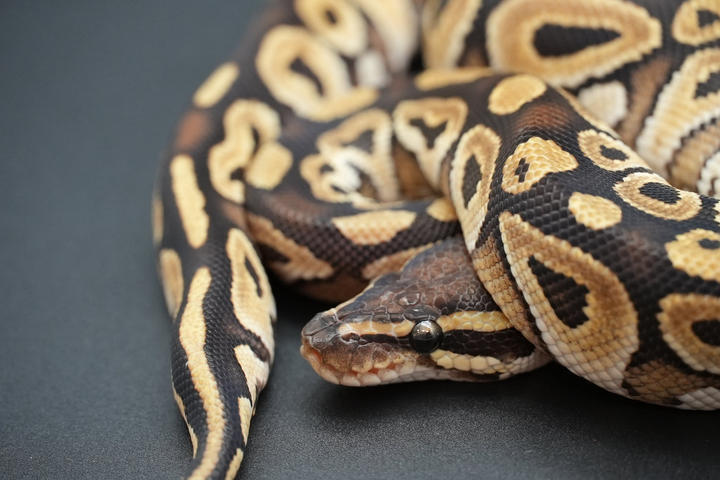 Male Mojave Dinker 24-7-4