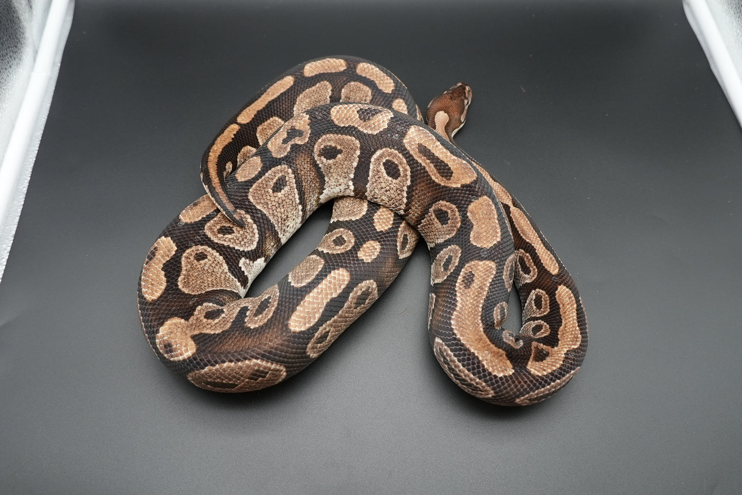Female Honey 0008 Proven Breeder