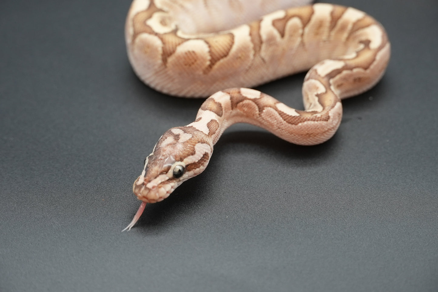 Female Bamboo, Pos Pastel, Gravel 24-4-3