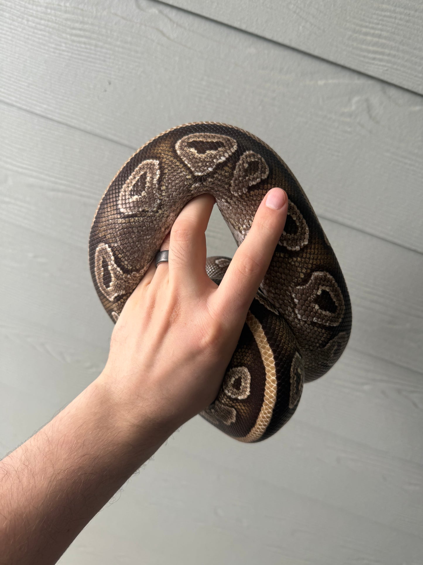 Female Mojave Double Het Axanthic Pied