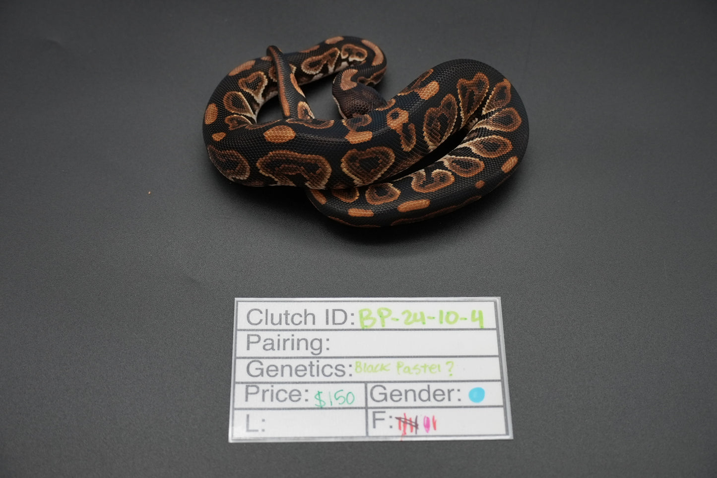 Male Black Pastel 24-10-4