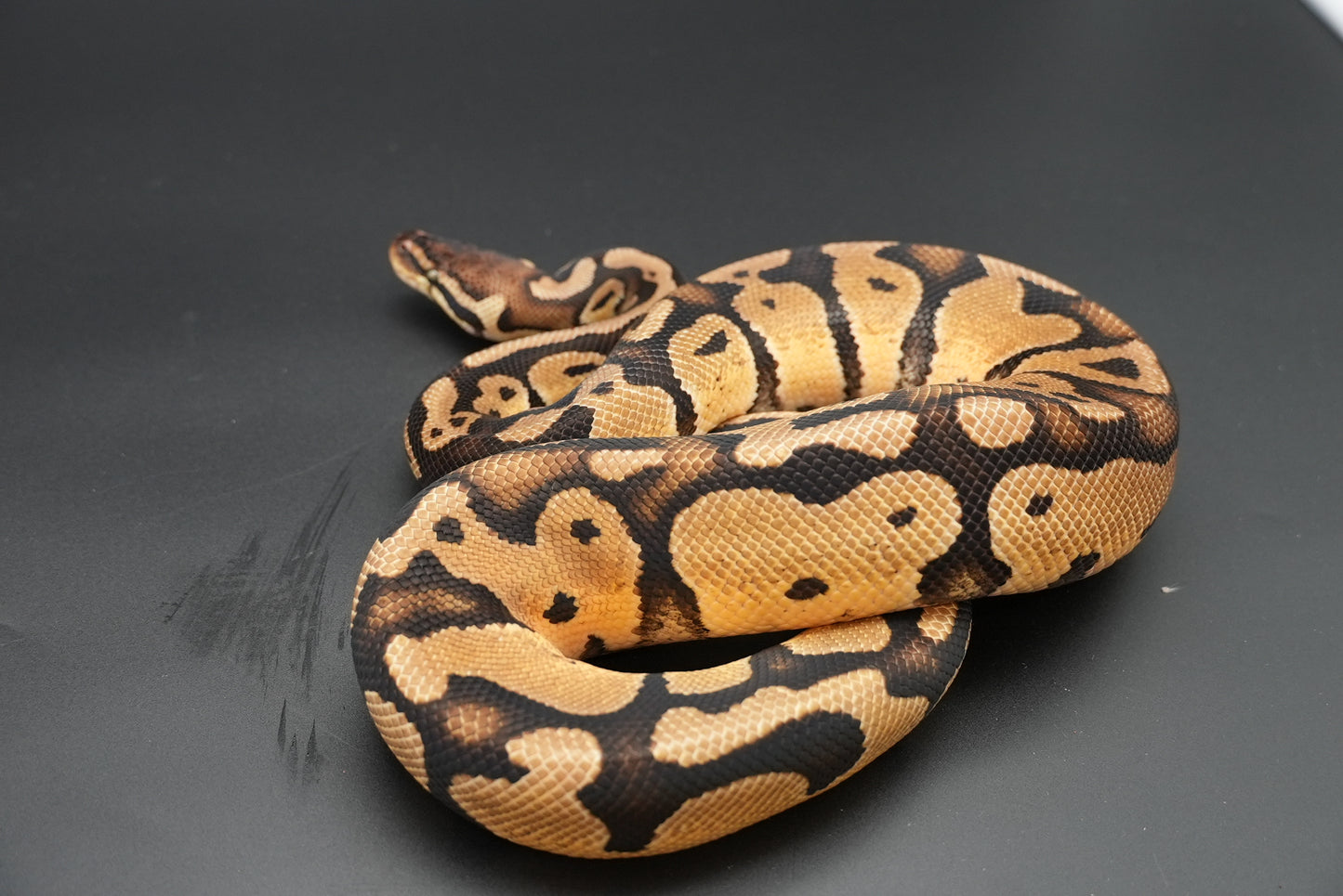 Male Pastel, Het Sunset VPI Pied 23-15-1