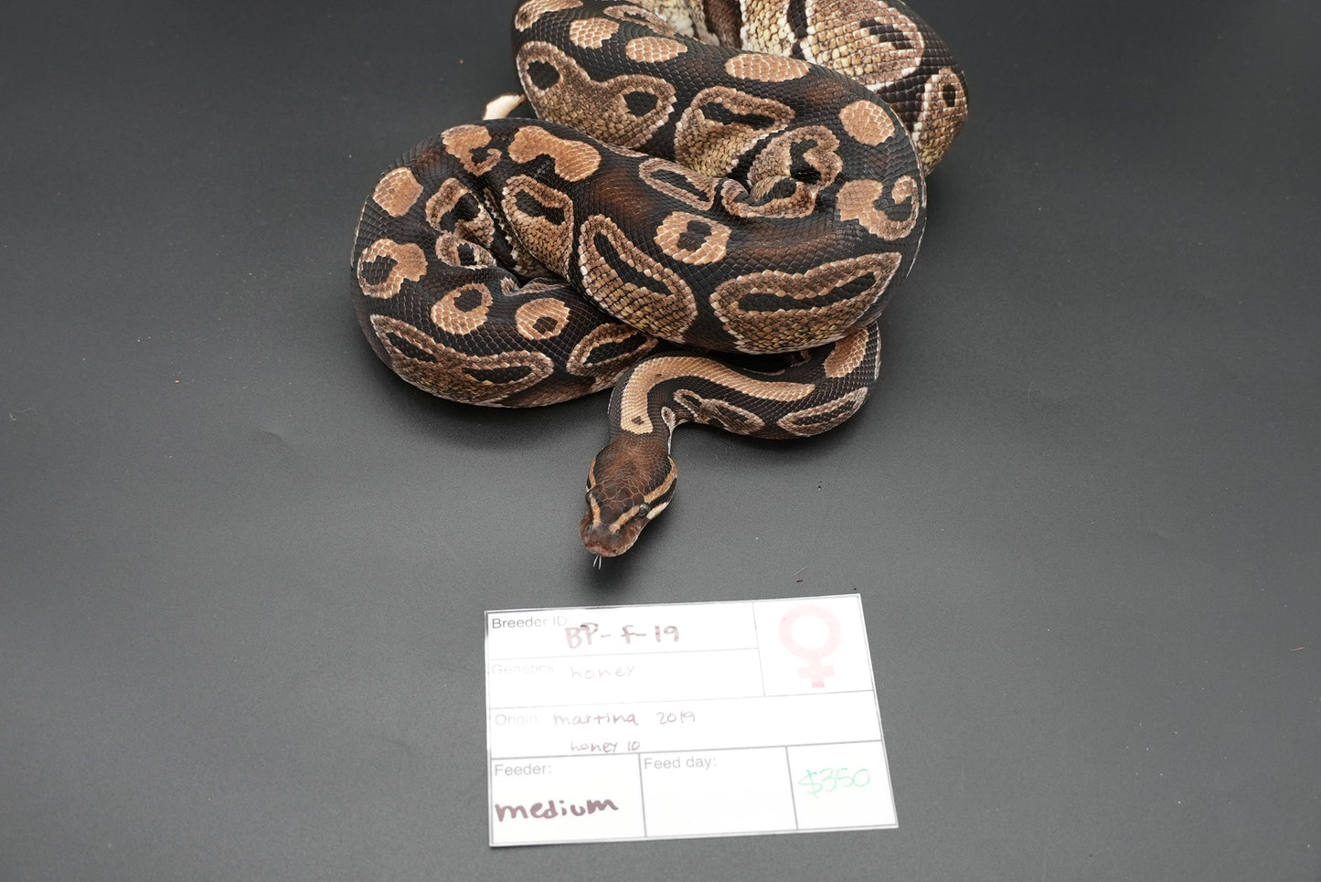 Female Honey 0010 Proven Breeder