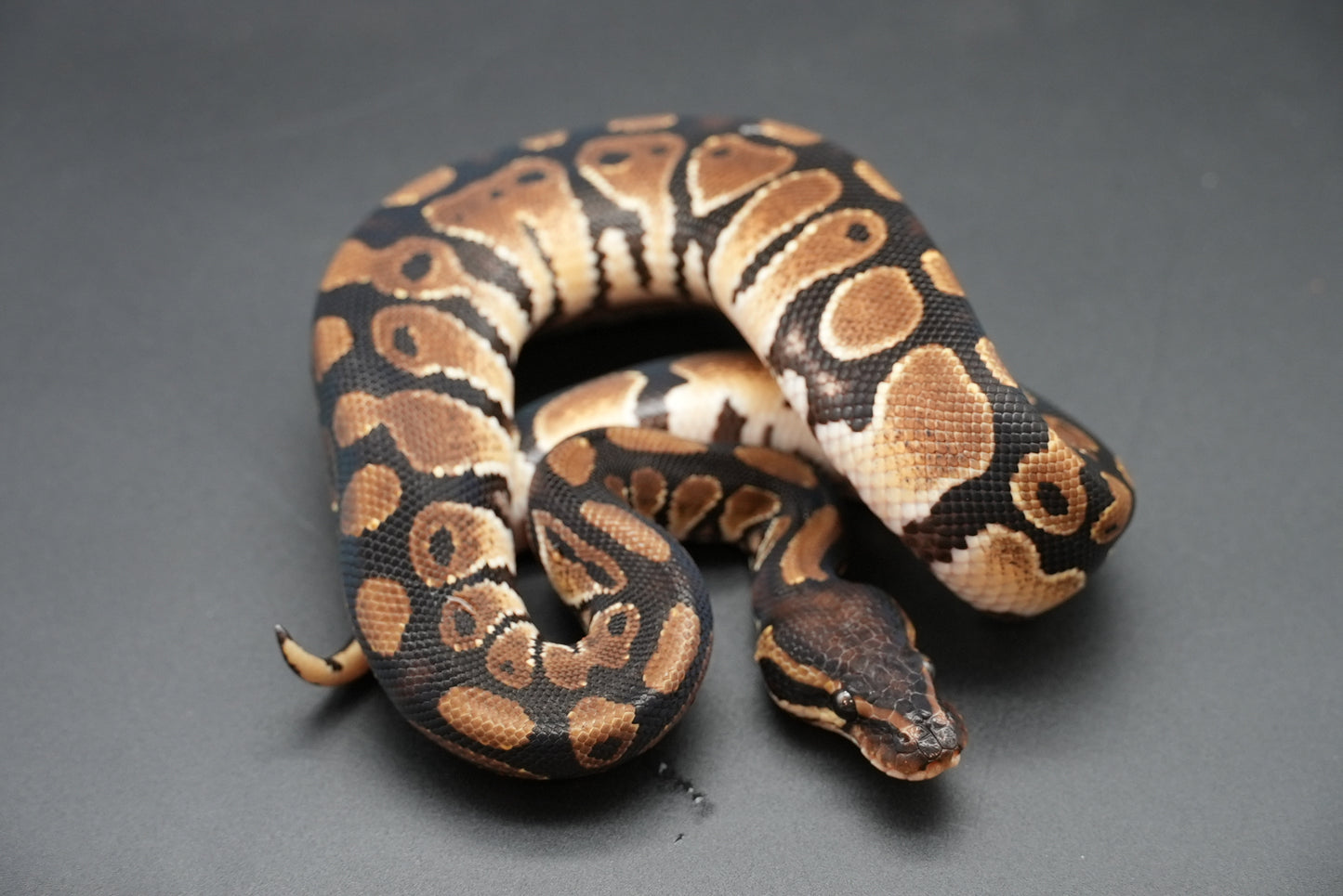 Male Normal 24-3-7
