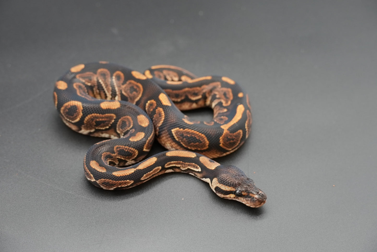 Male Black Pastel, HRA 24-10-3