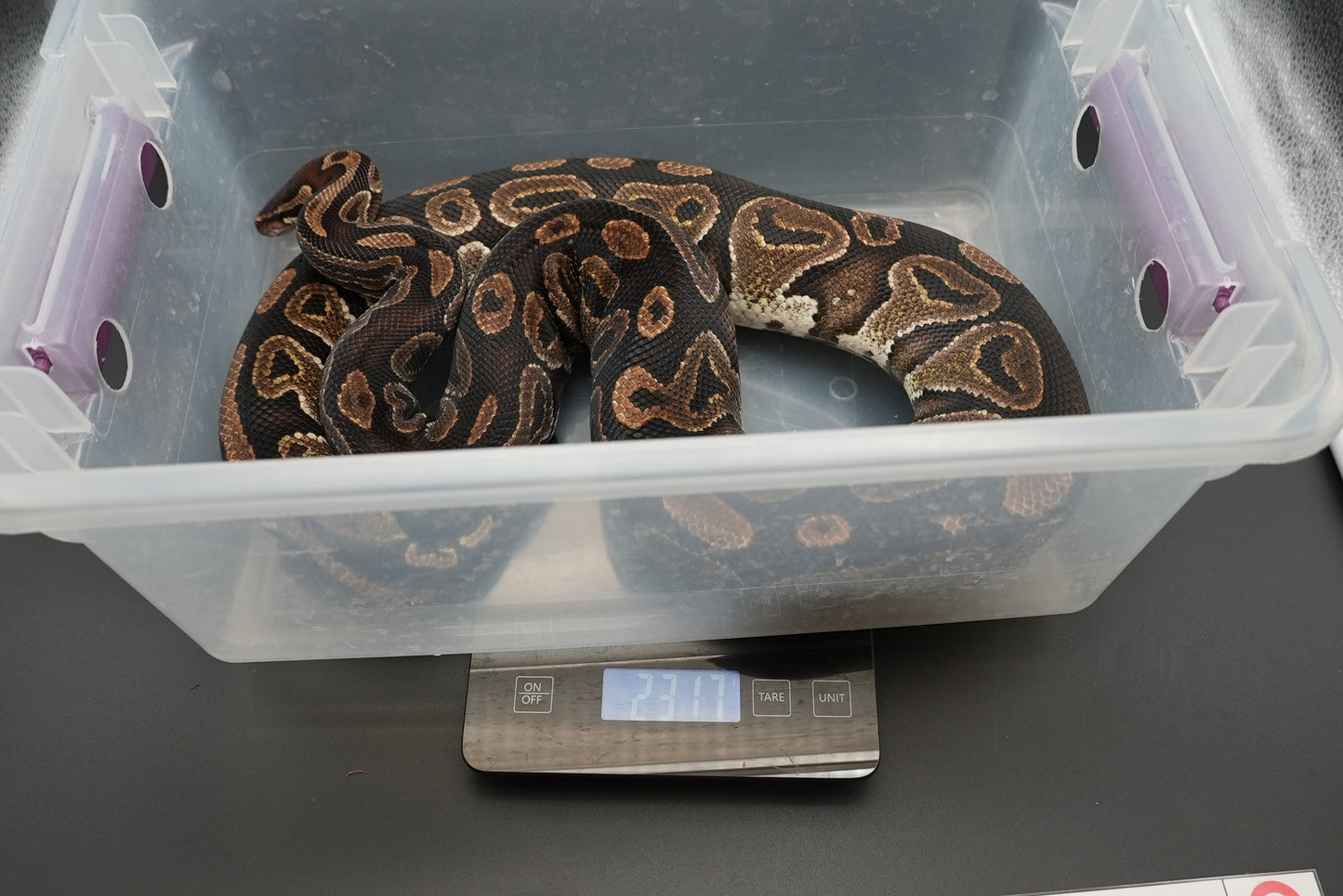 Female Black Pastel BP-F-18