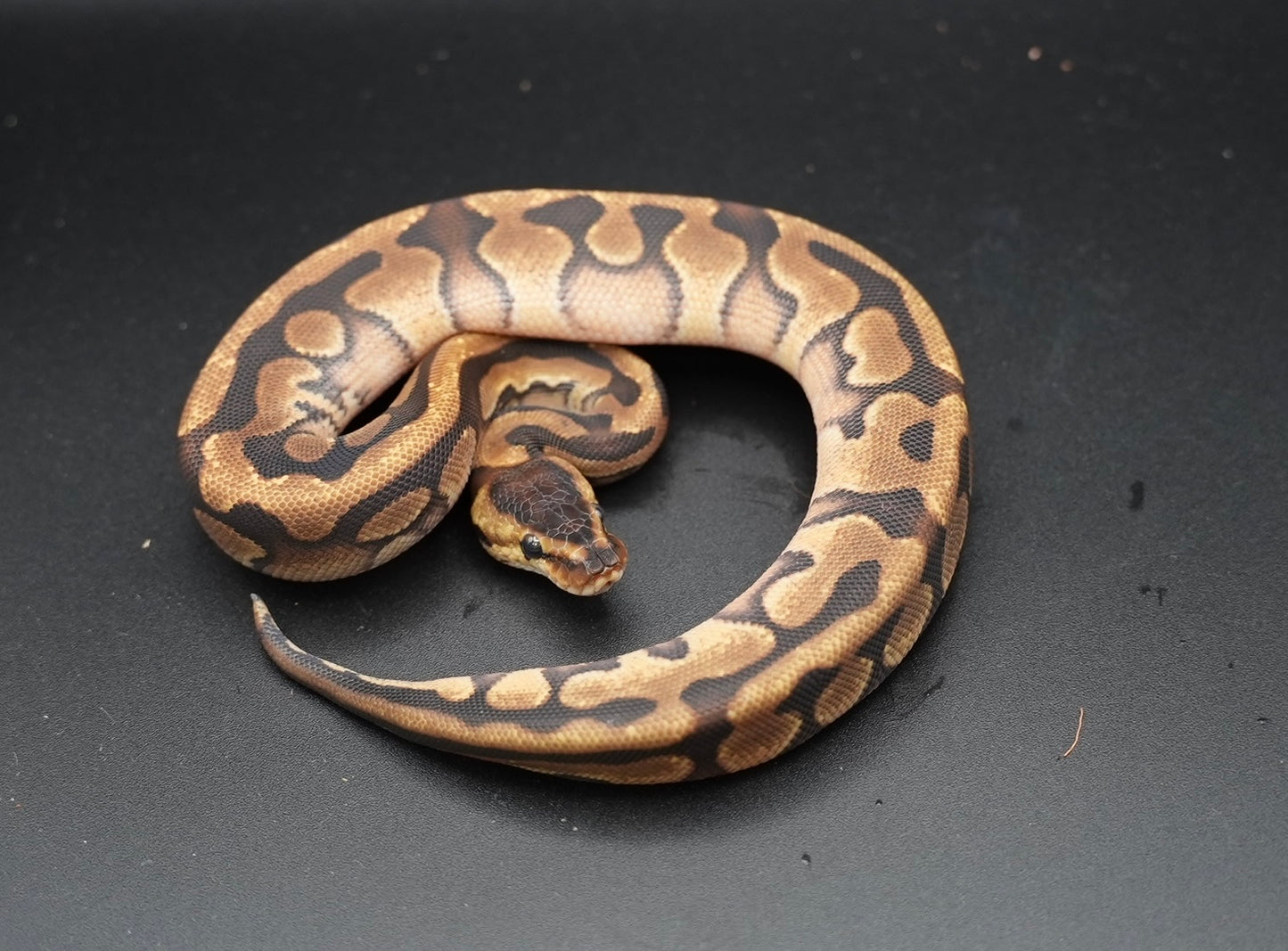 Mahogany, Enchi, Puzzle