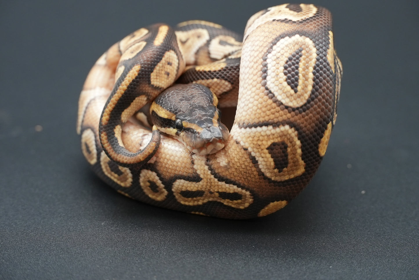 Male Mojave 25-1-5