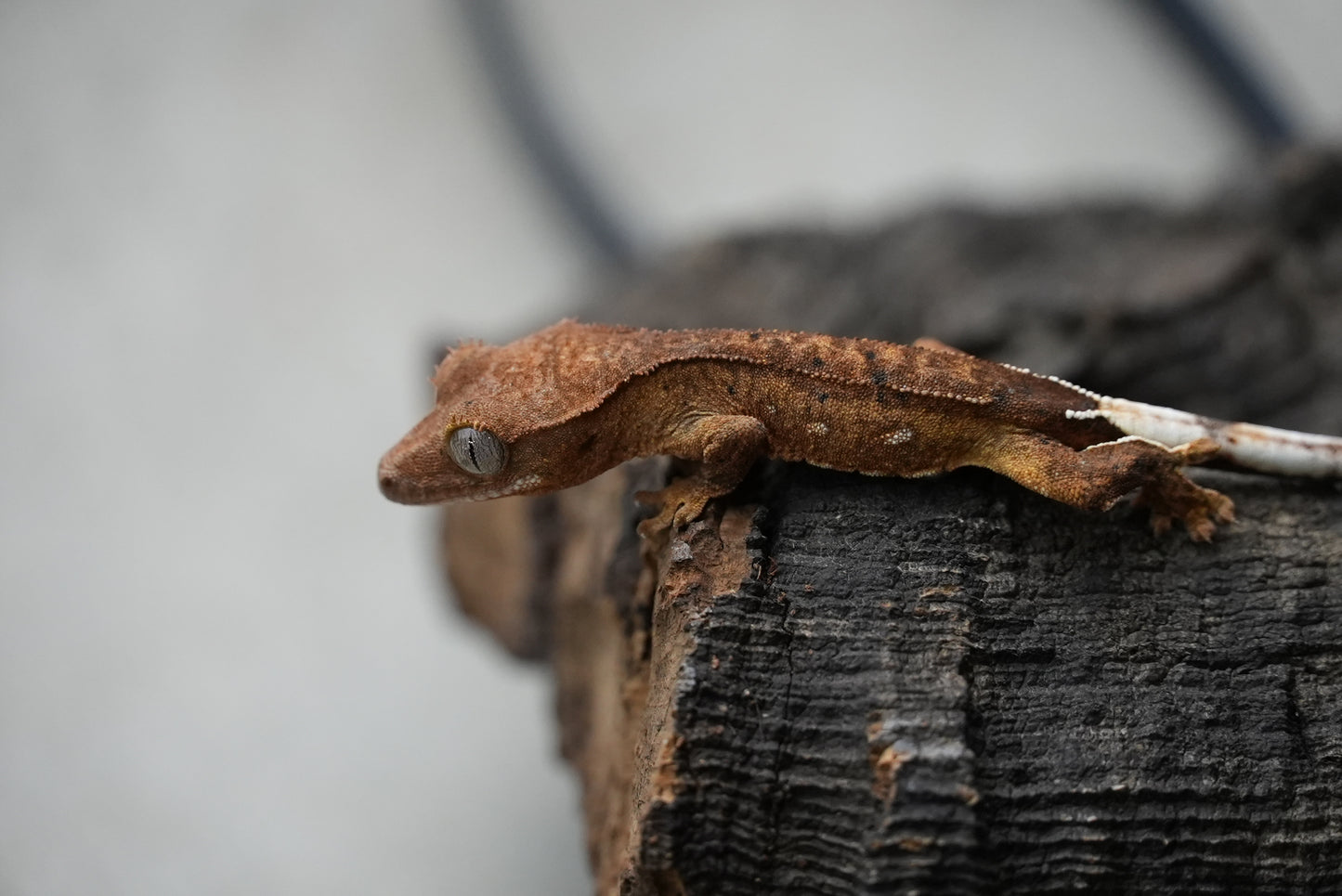 Crested gecko 25-4-1