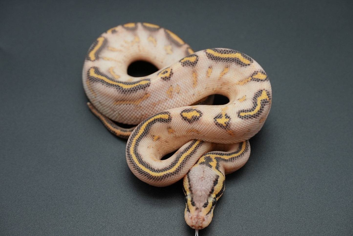 Female Pastel, Highway 24-9-2