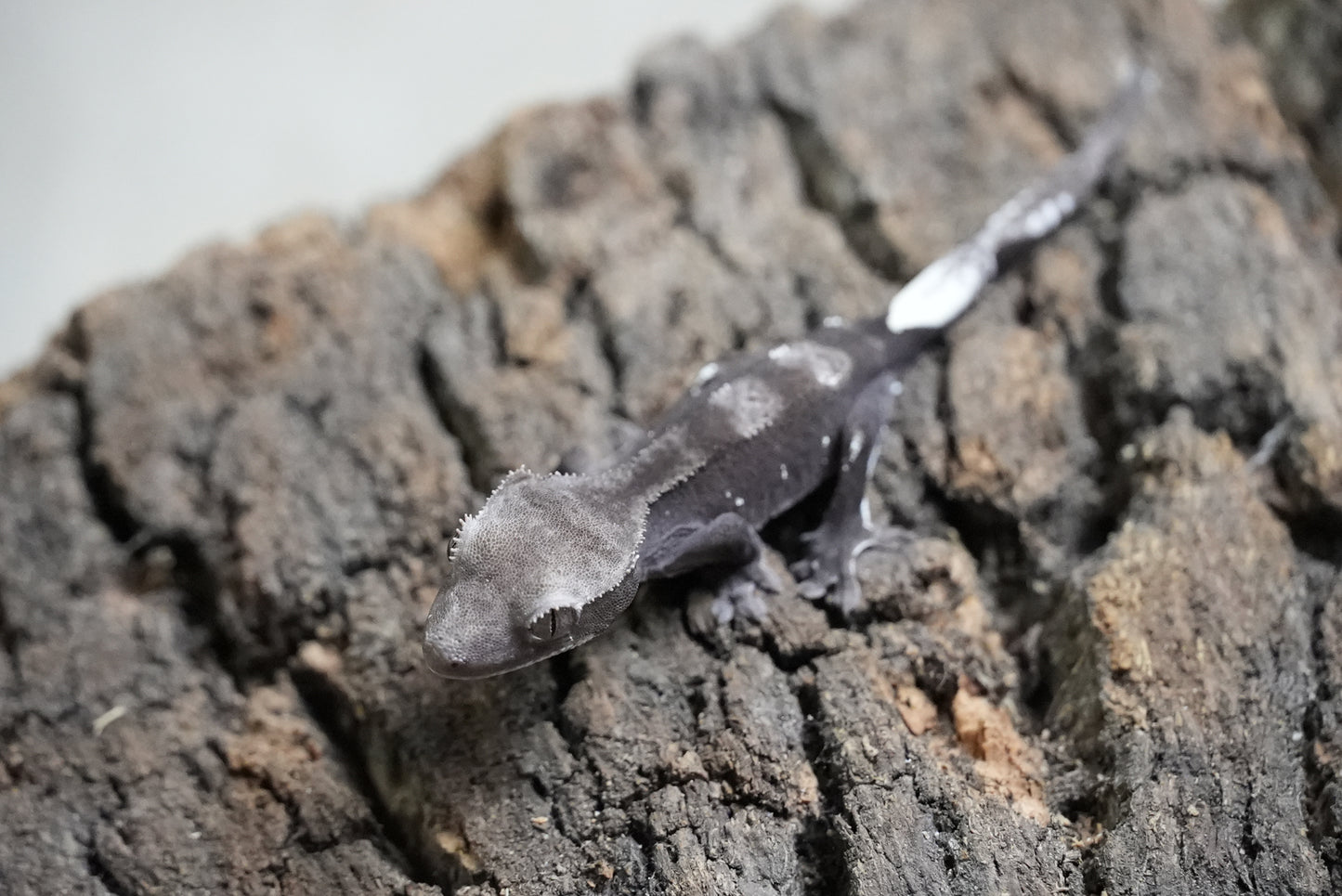 Axanthic 01