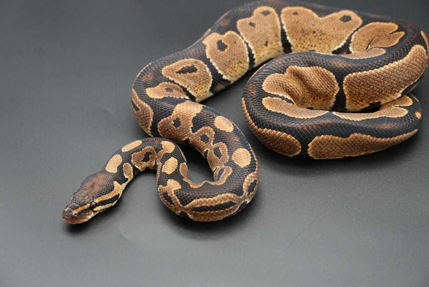 1.1 Possible Mandarin Het Sunset Pair