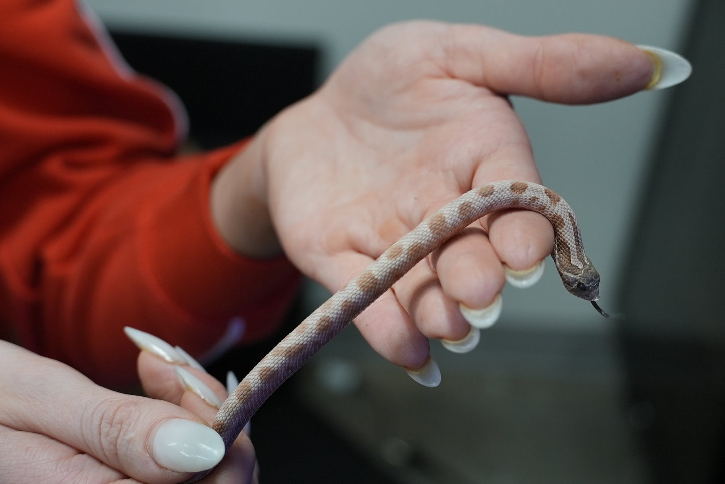 1.1 Western Hognose Pair