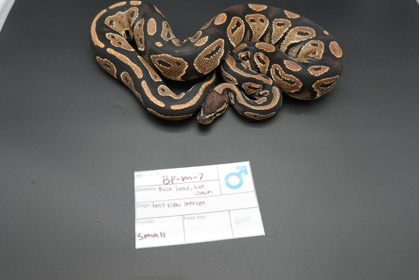 Male Black Head Het Clown BP-M-7