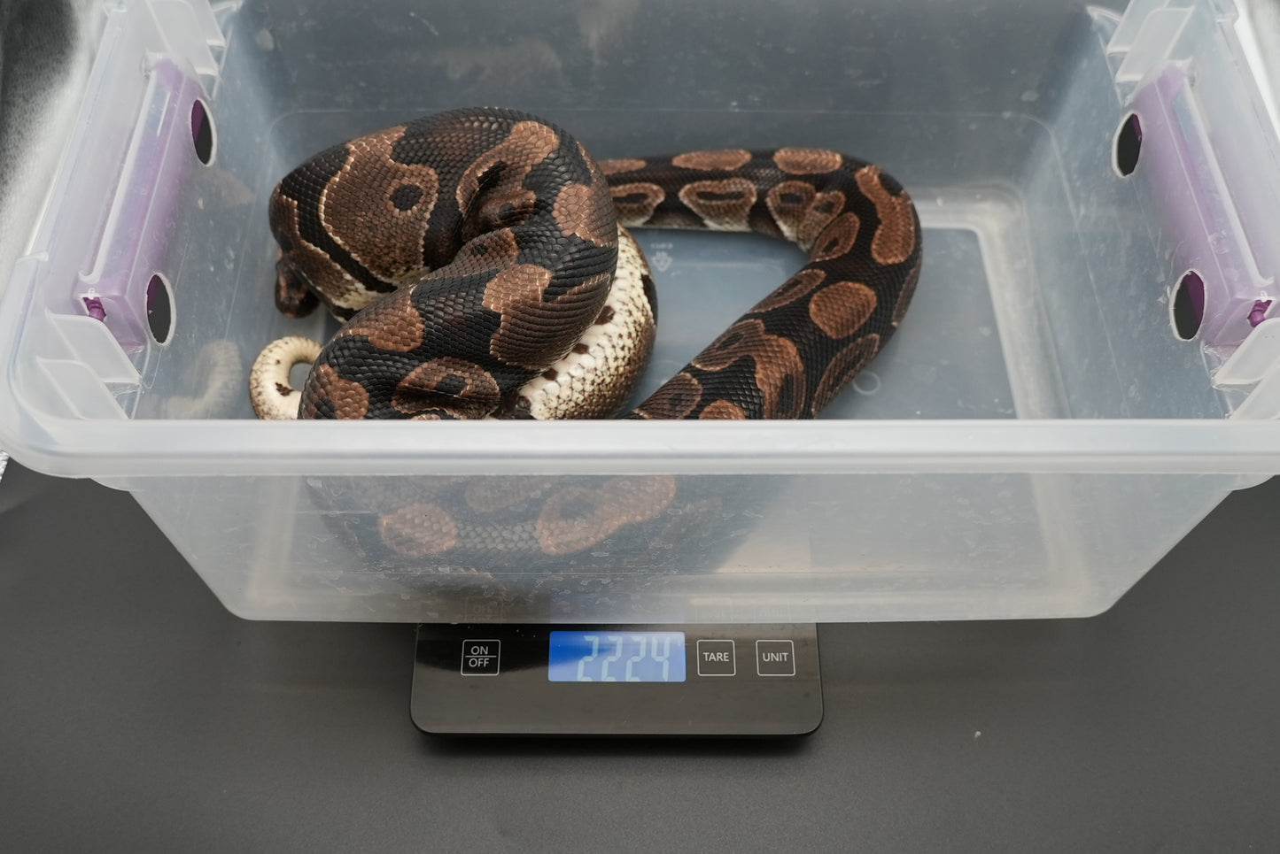 Female Chocolate Proven Breeder BP-F-5