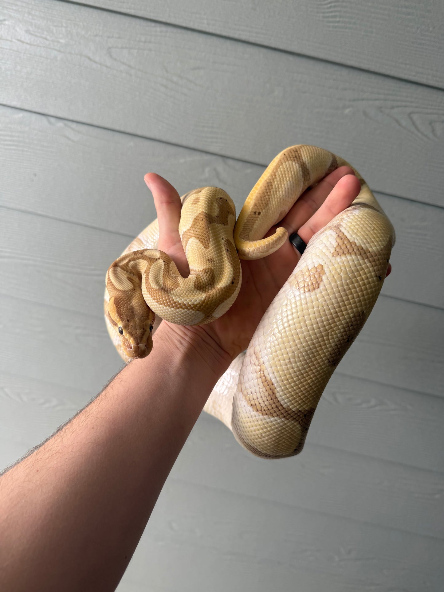 Banana Blade Het Clown (Proven Female)