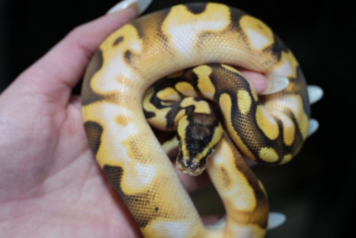 Male Pastel, Enchi, Calico, Het Gstripe, 50% Het DG