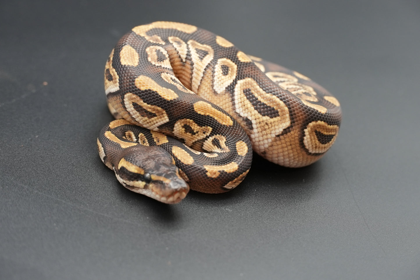 Male Mojave 25-1-5