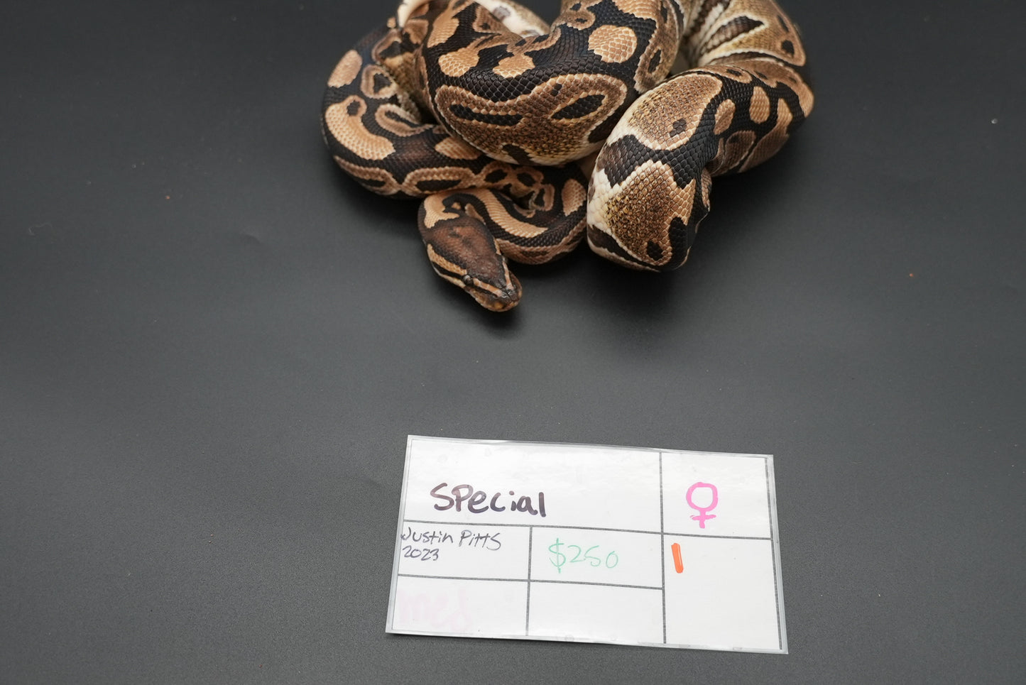 Female Special
