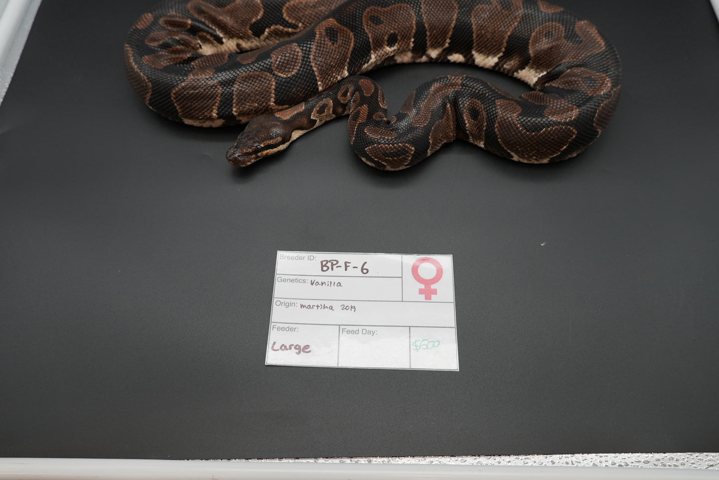 Female Vanilla "Uno" BP-F-6