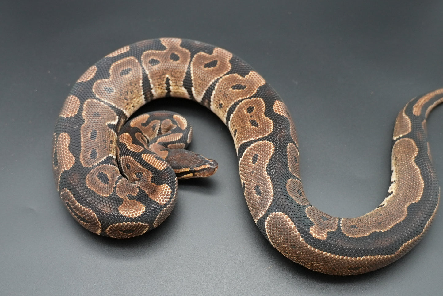 Male Trick Dinker "Oscar"