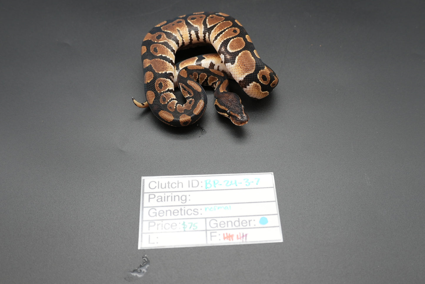 Male Normal 24-3-7