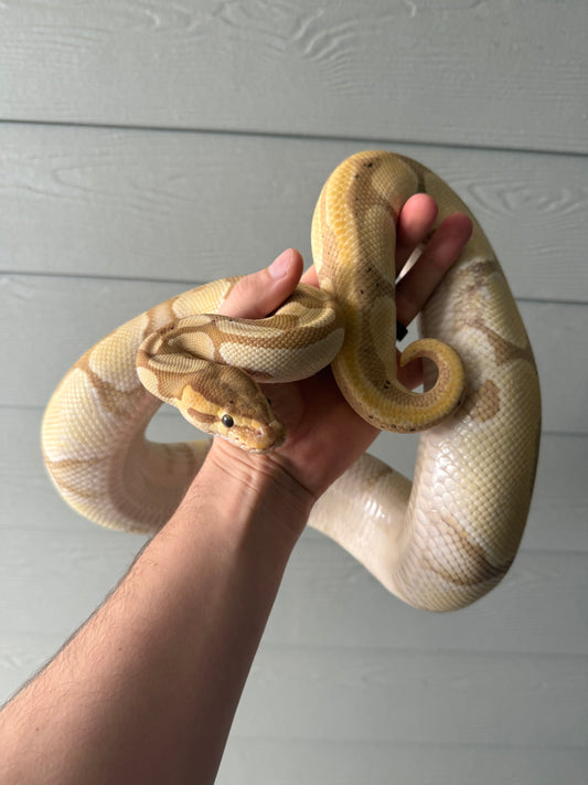 Banana Blade Het Clown (Proven Female)
