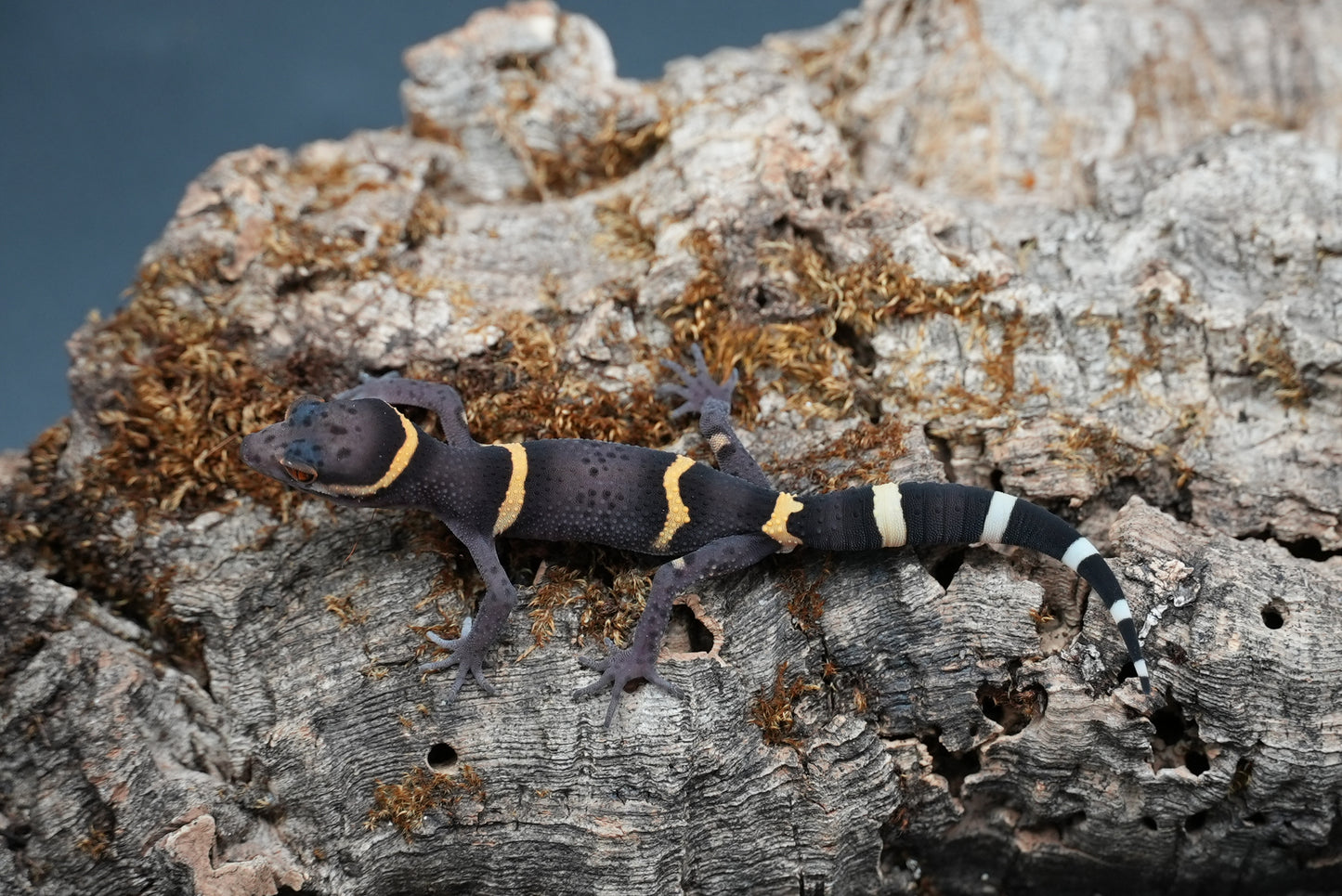 Chinese Cave Gecko
