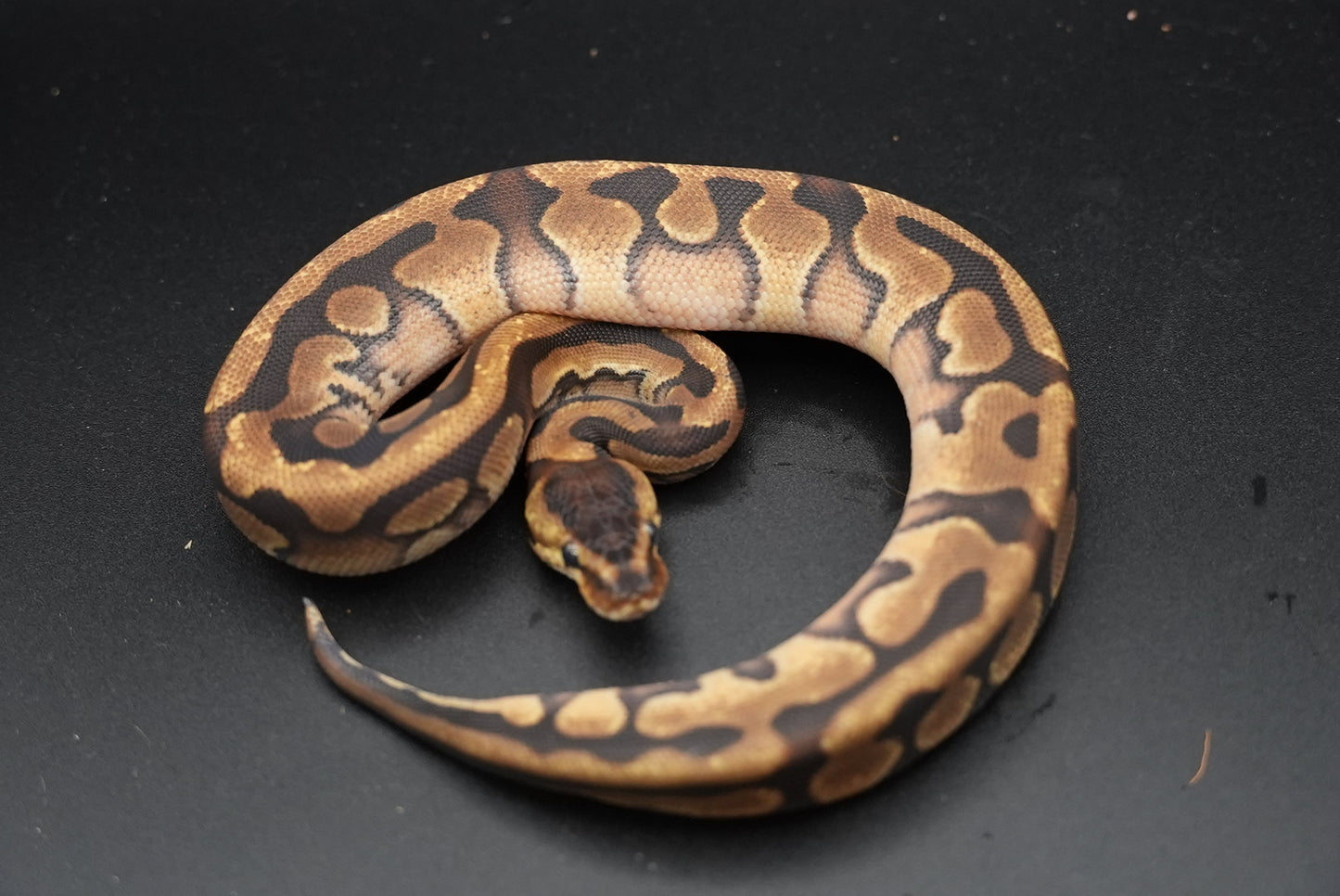 Mahogany, Enchi, Puzzle
