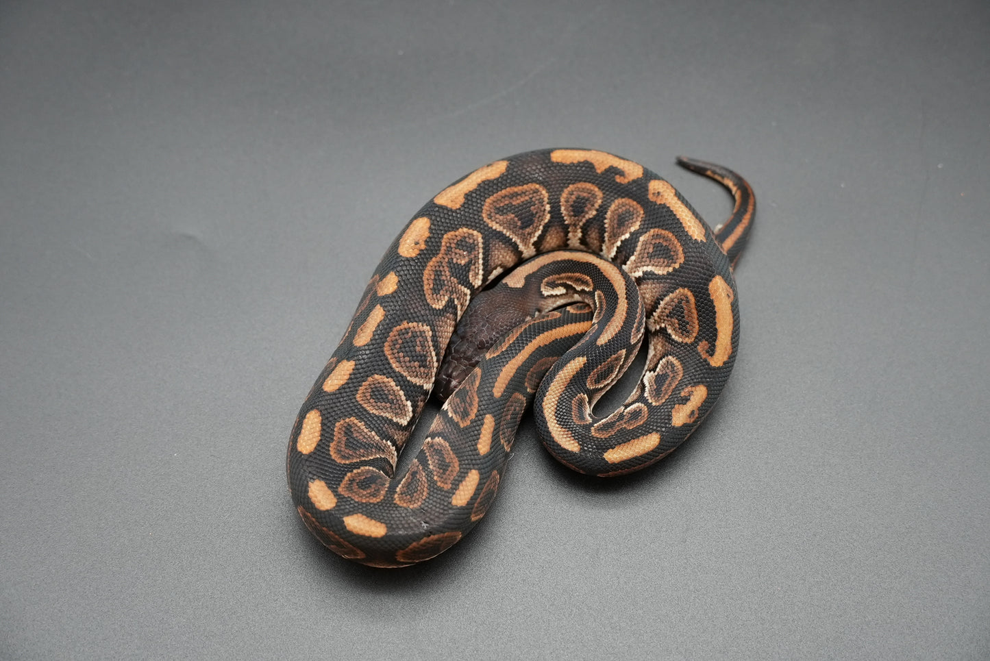 Female Black Pastel, HRA 24-10-2