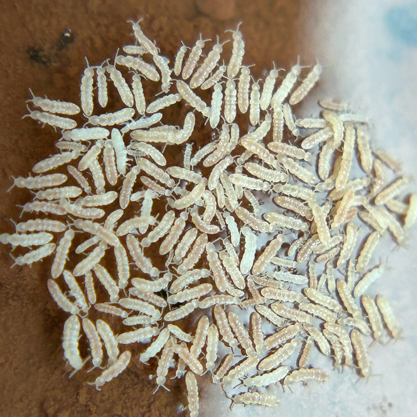 Springtail culture