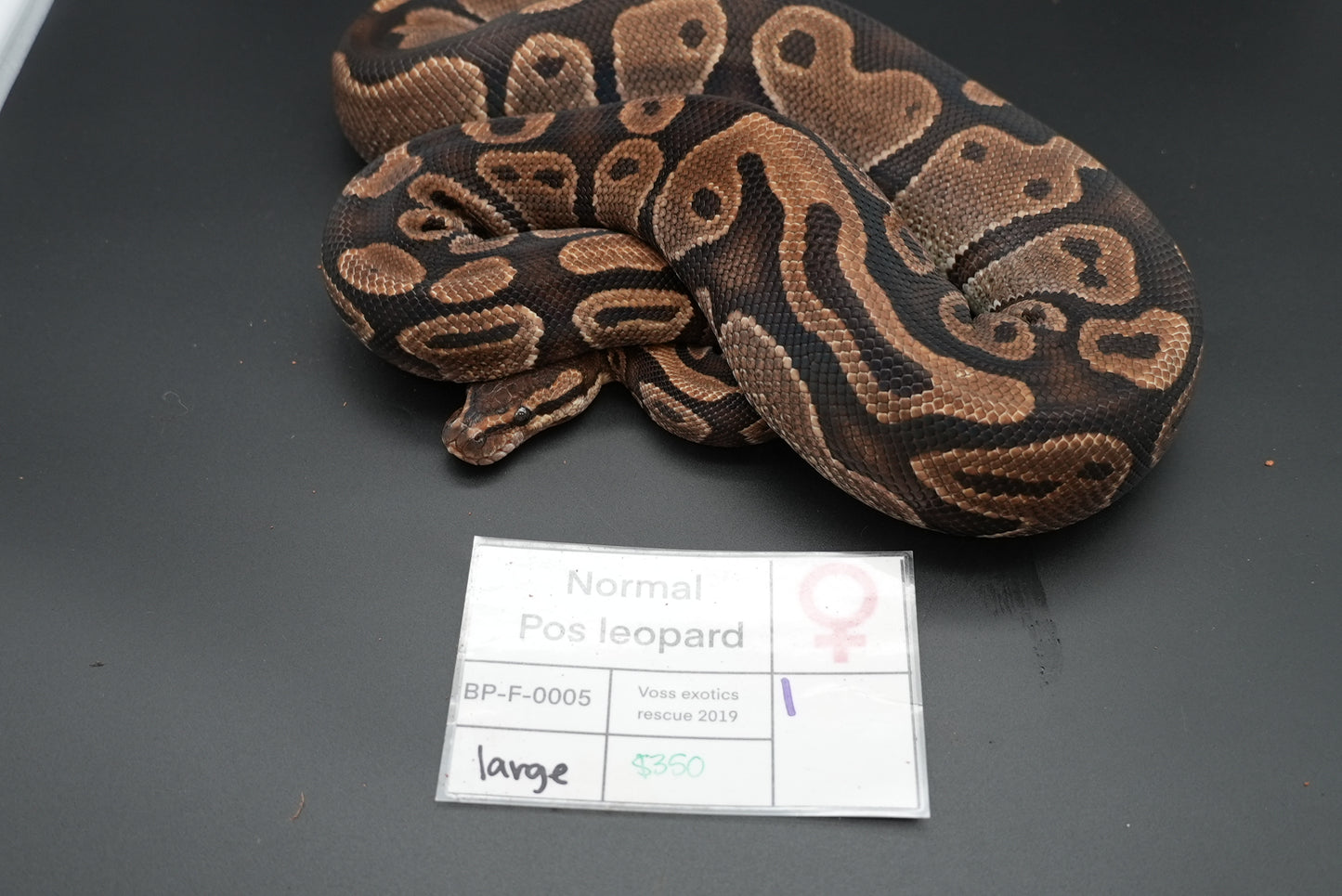 Female Possible Leopard Proven Breeder 0005