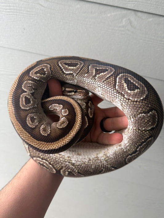 Female Mojave Double Het Axanthic Pied