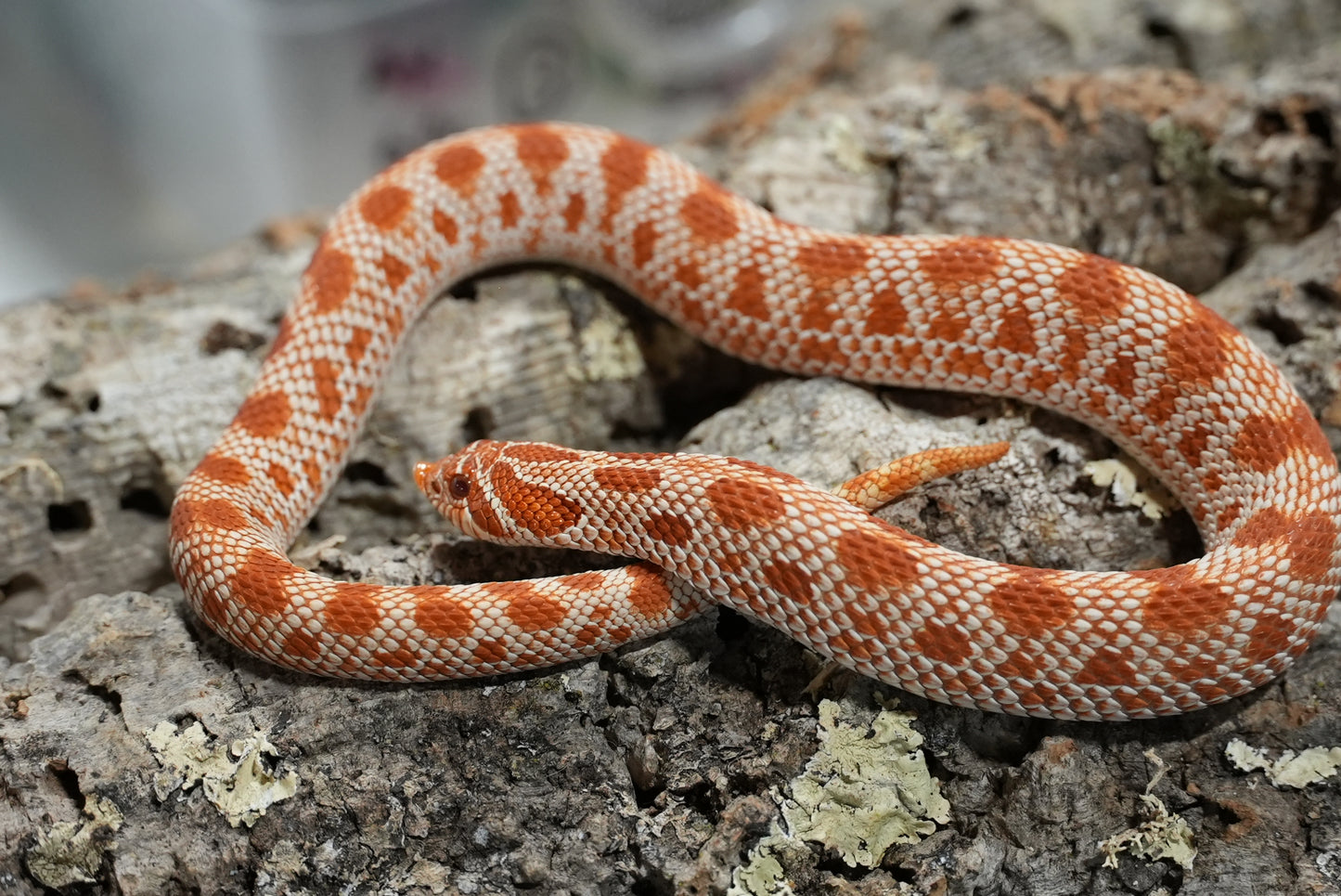 Subadult purple line albino conda pos het snow