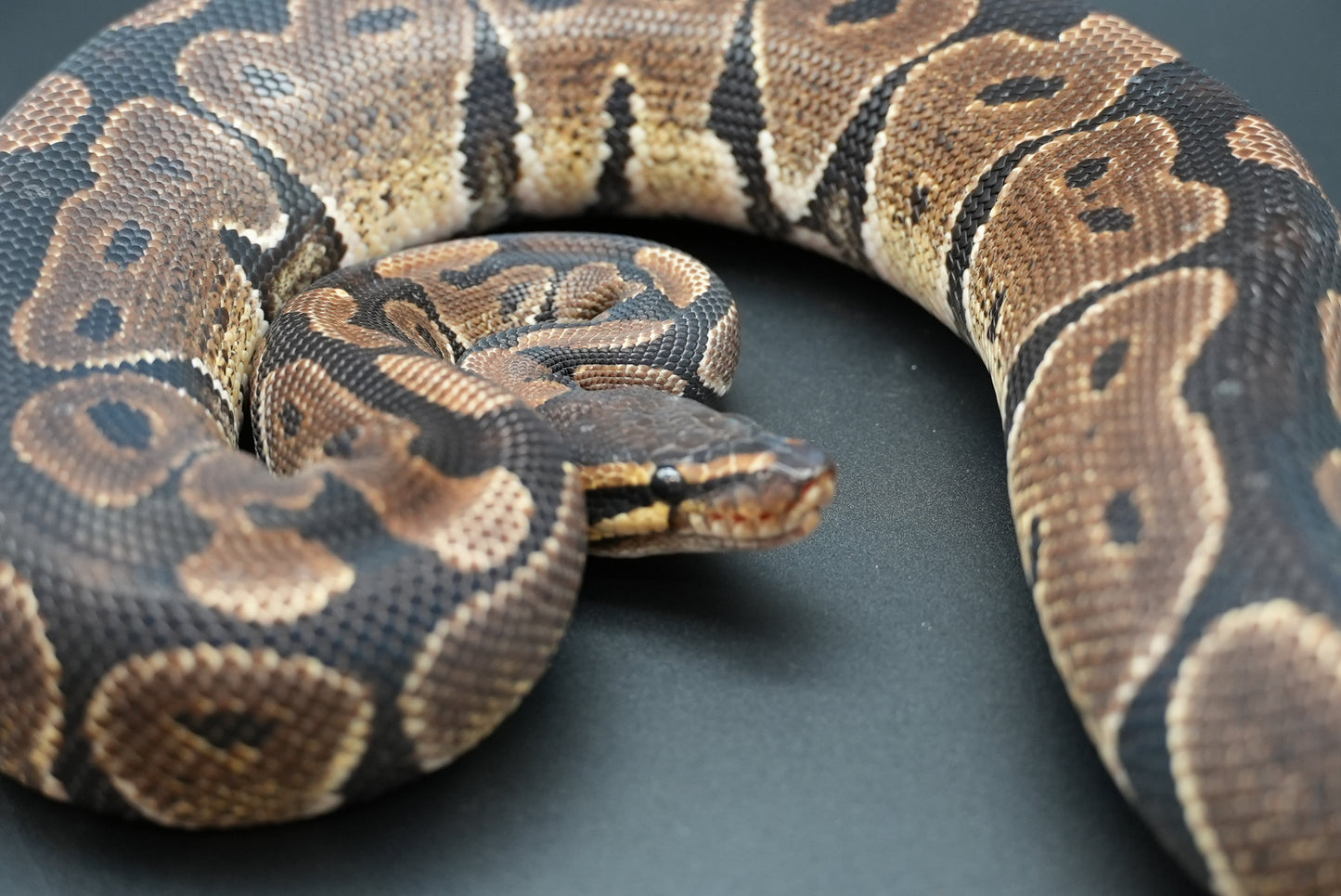 Male Trick Dinker "Oscar"