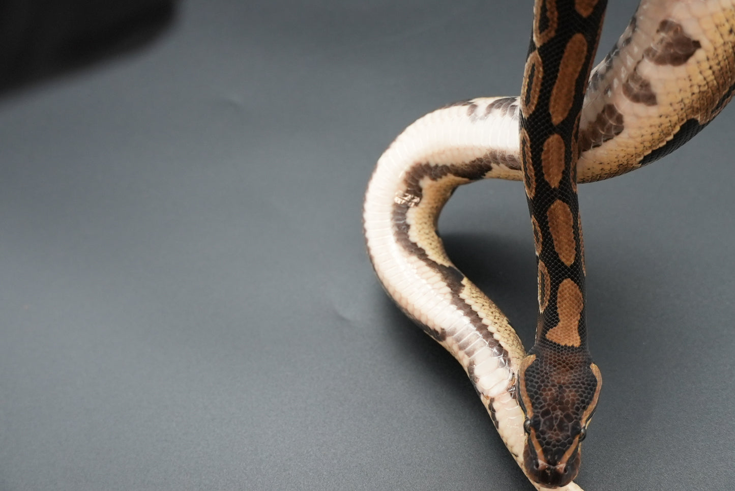 Male Het Sunset VPI Pied 23-15-5