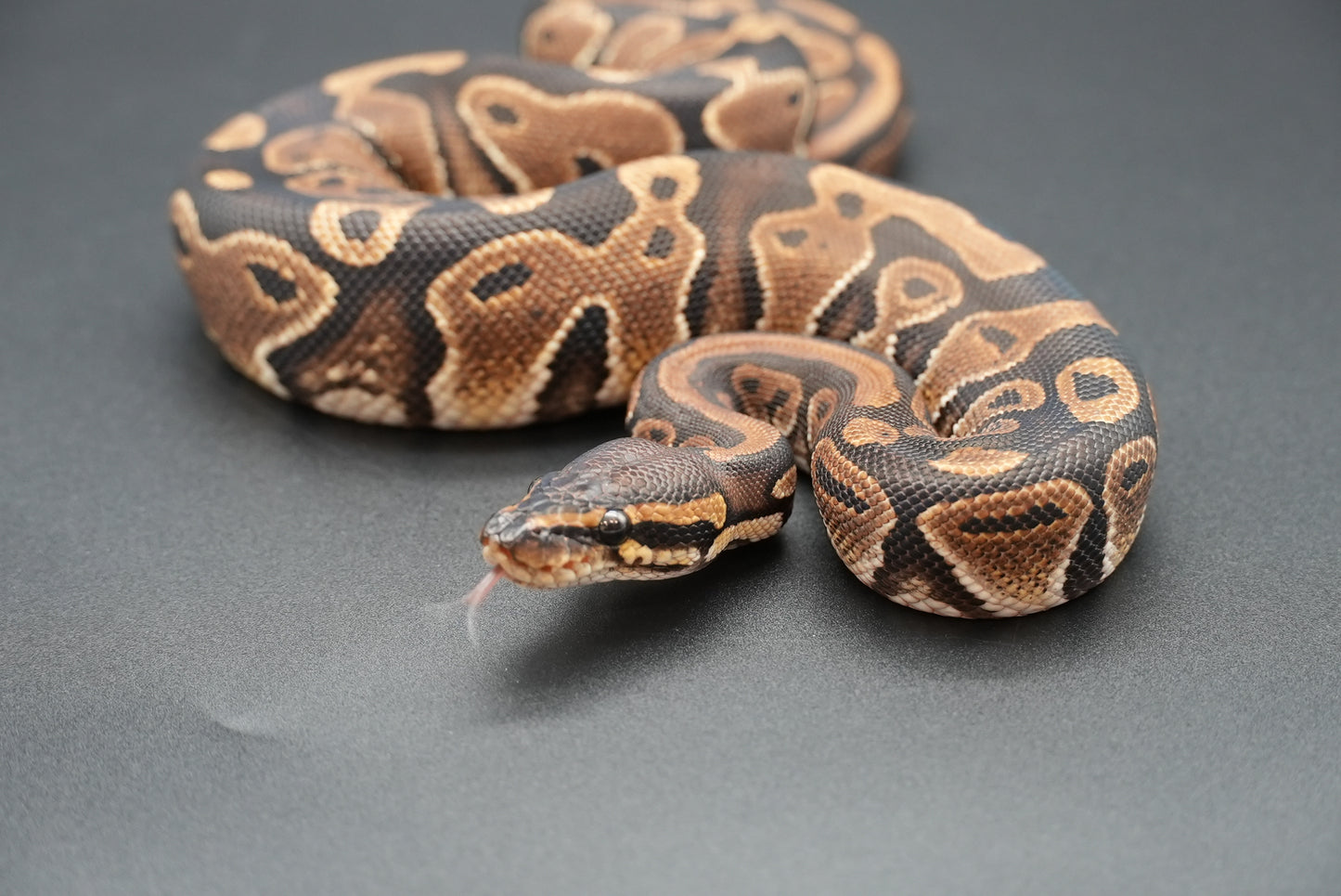 Female Possible Black Head Het Pied 23-10-4