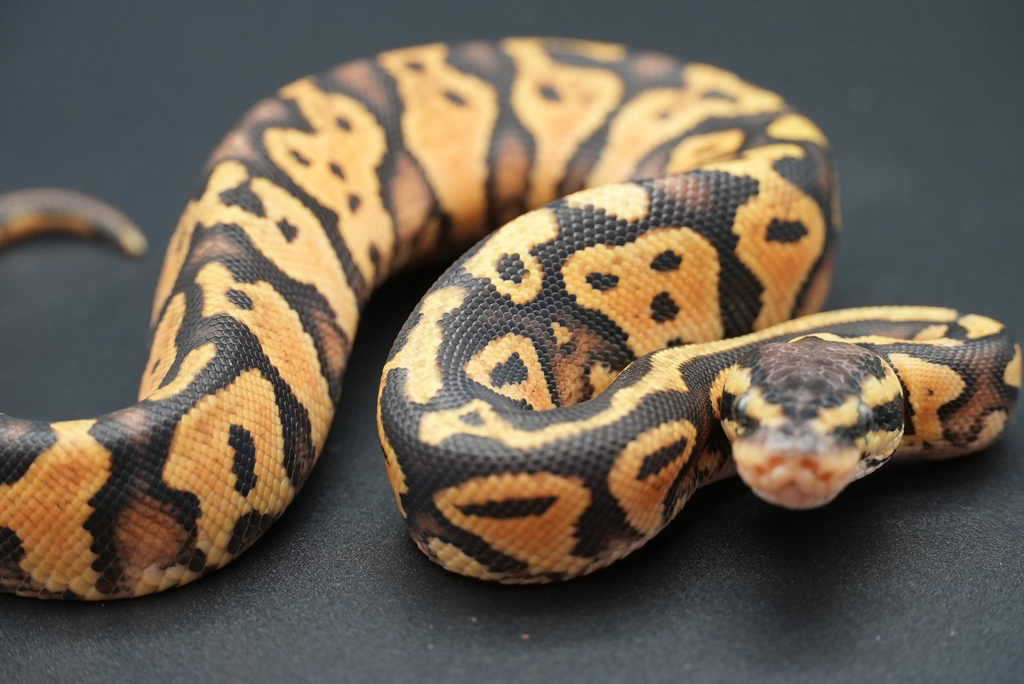 Female Pastel, Gravel 24-9-5 *live eater*