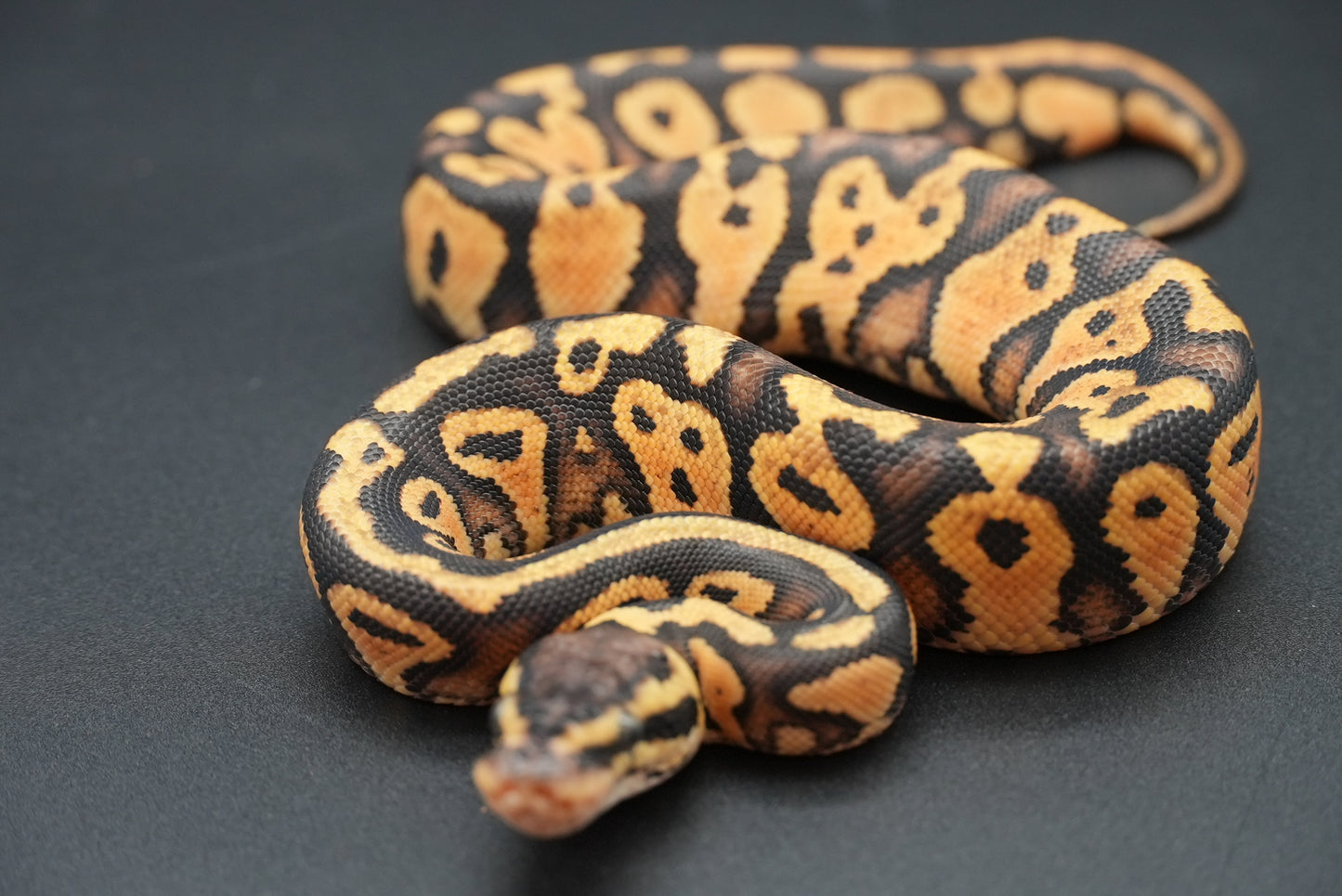 Female Pastel, Gravel 24-9-5 *live eater*