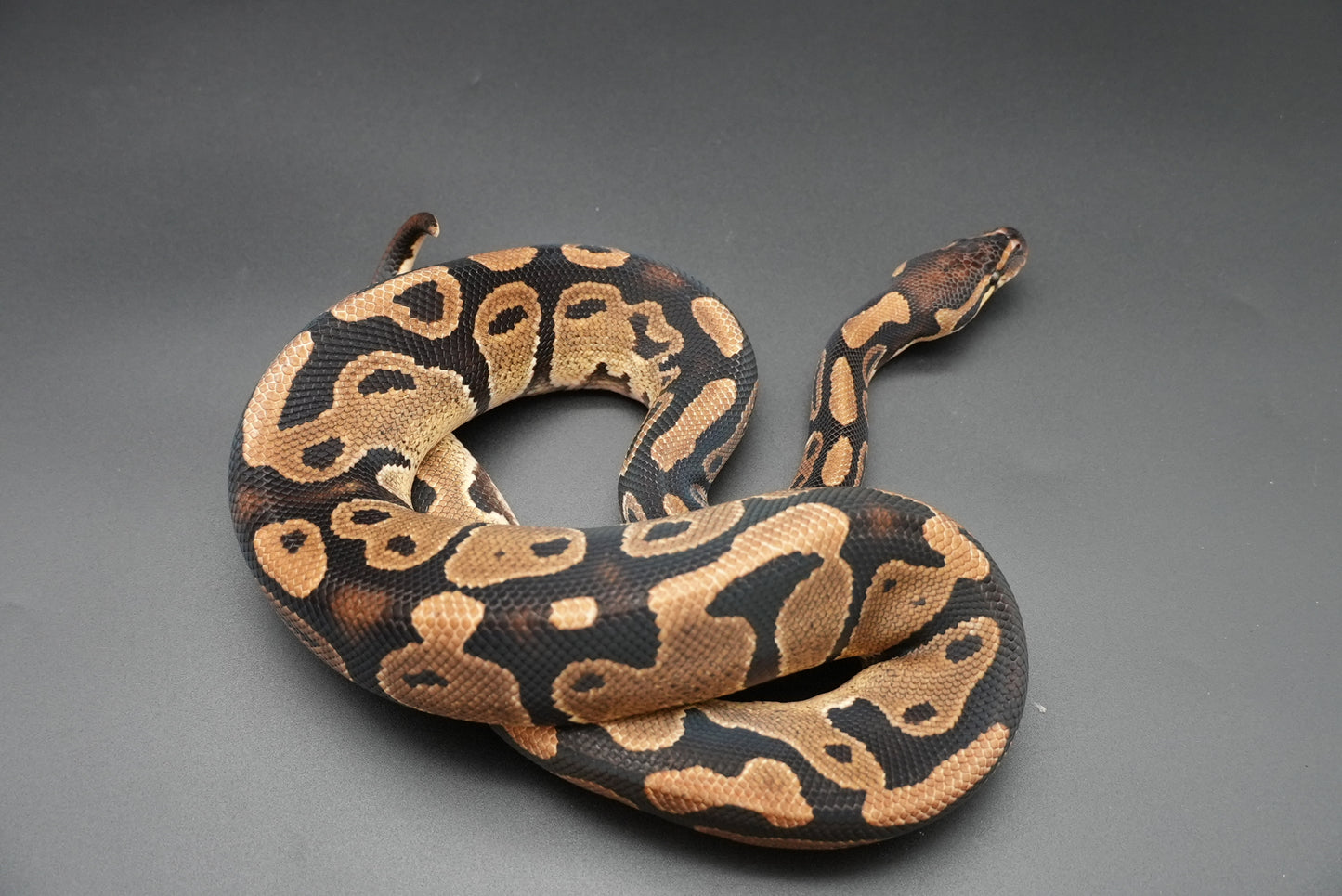 Male Het Sunset VPI Pied 23-15-5