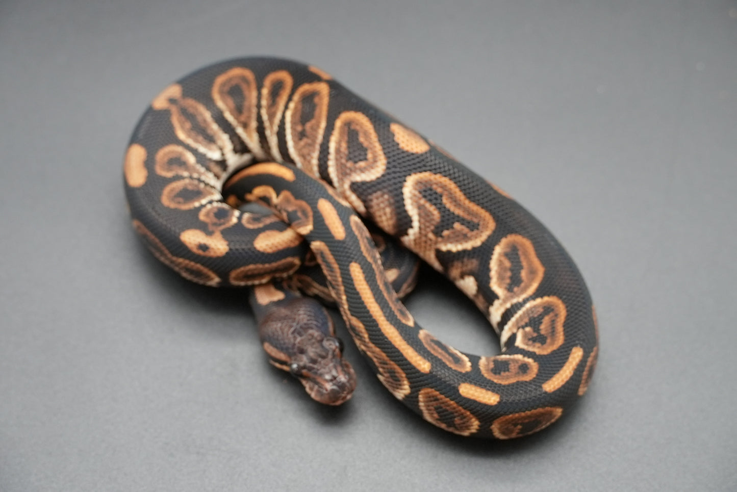 Female Black Pastel 24-10-5