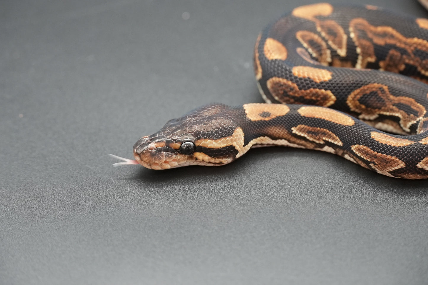 Male Black Pastel, HRA 24-10-3