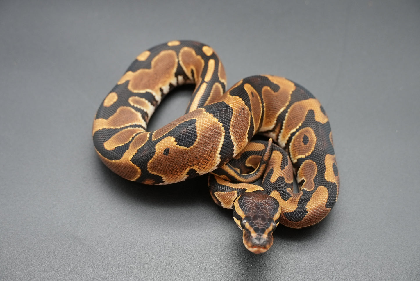 Female Pos het Pied, Pos YB, Pos HRA 24-8-6
