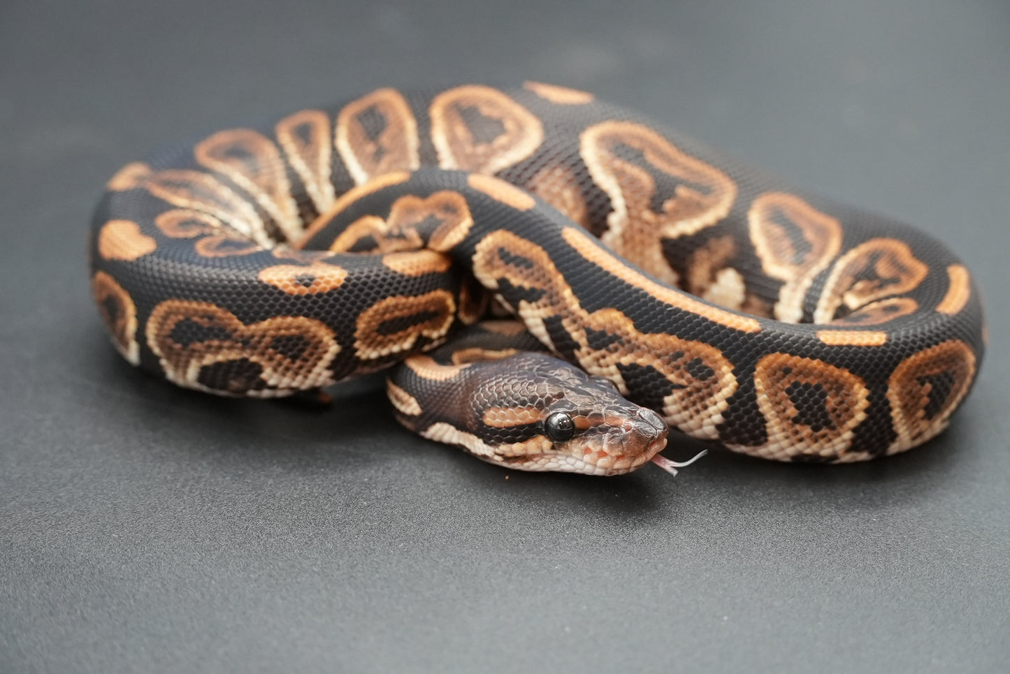 Female Black Pastel 24-10-5