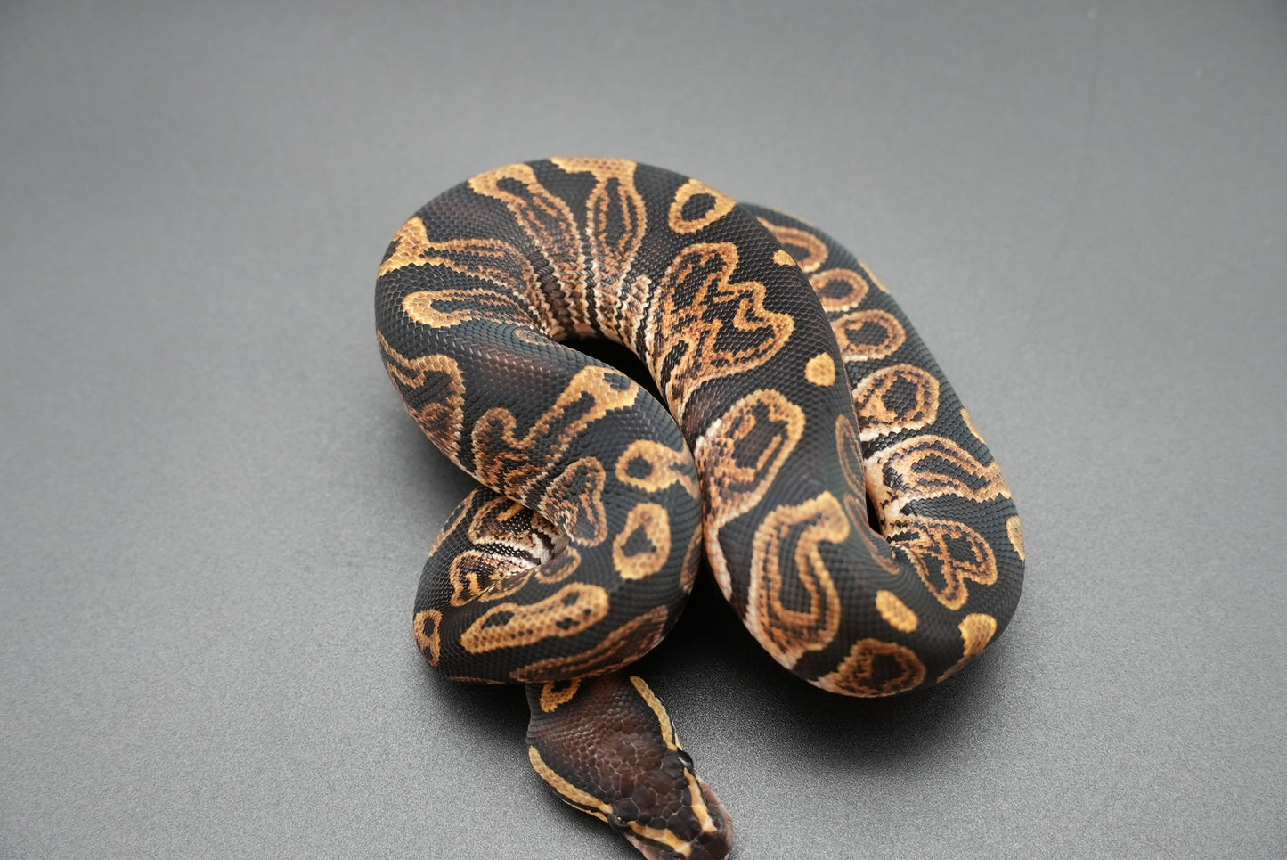 Female GHI Dinker 24-7-3