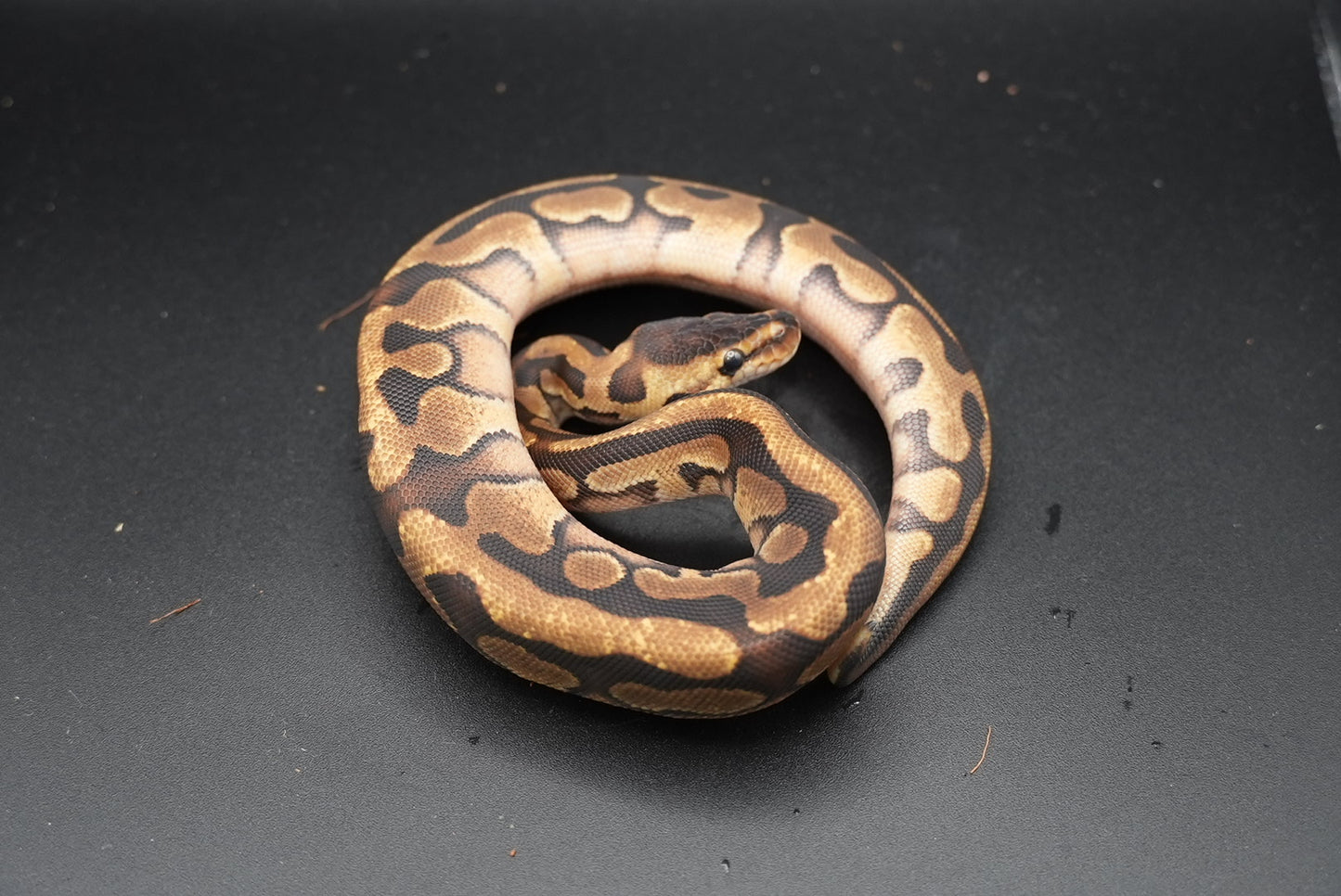 Mahogany, Enchi, Puzzle